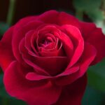 rosa-roja-1